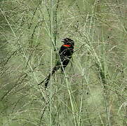 Red-collared Widowbird