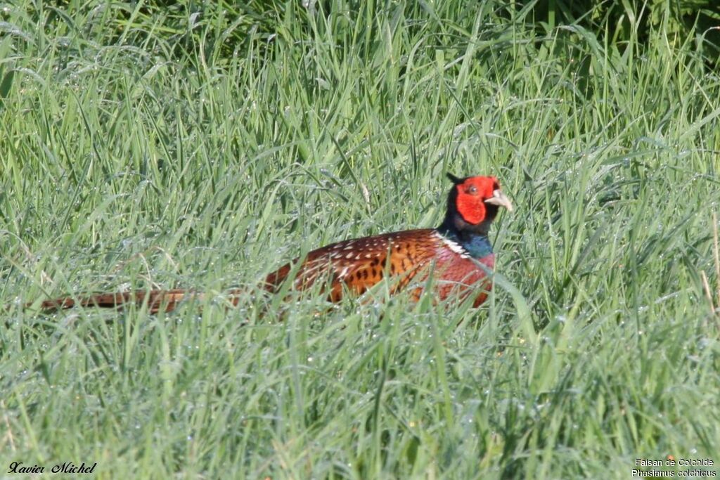 Common Pheasant male adult