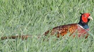 Common Pheasant