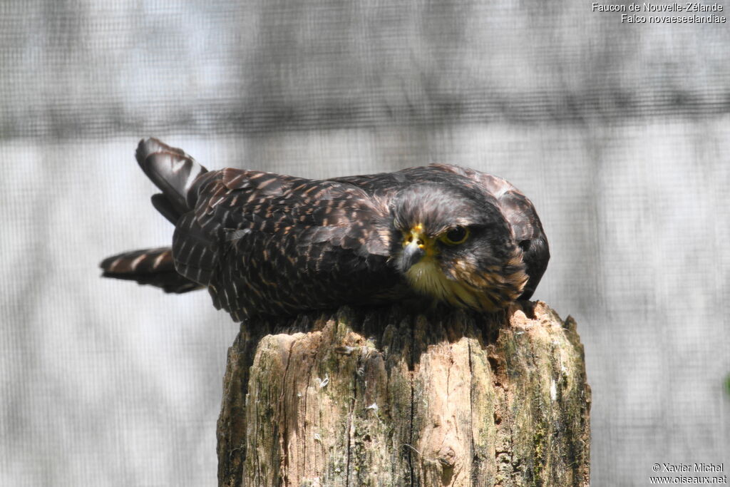 New Zealand Falcon