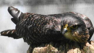 New Zealand Falcon