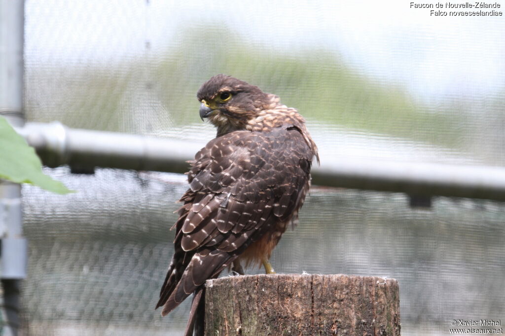 New Zealand Falcon