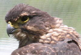 New Zealand Falcon