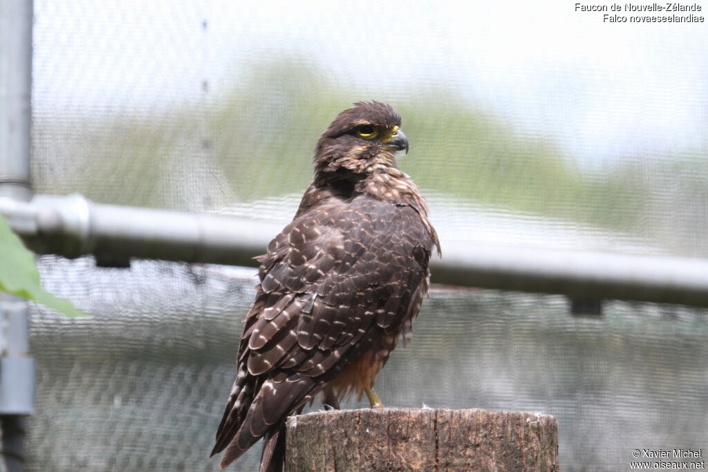 New Zealand Falcon