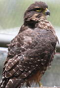 New Zealand Falcon