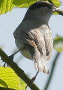 Eurasian Blackcap