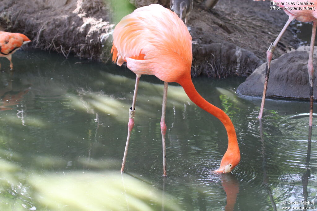 Flamant des Caraïbesadulte