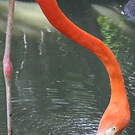 Flamant des Caraïbes