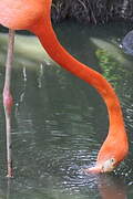 American Flamingo