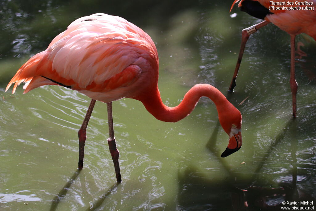 Flamant des Caraïbesadulte