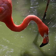 Flamant des Caraïbes