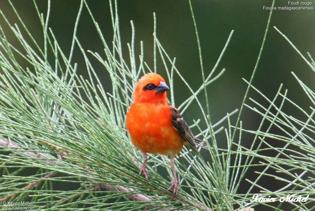 Red Fody, identification