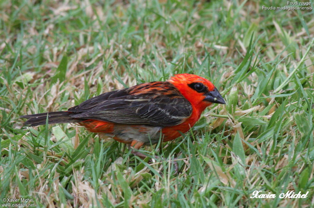 Red Fody, identification