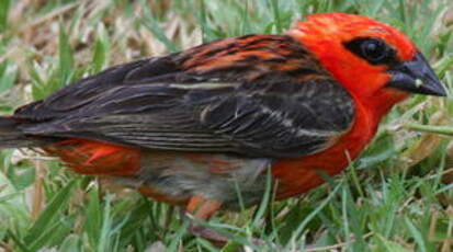 Foudi rouge