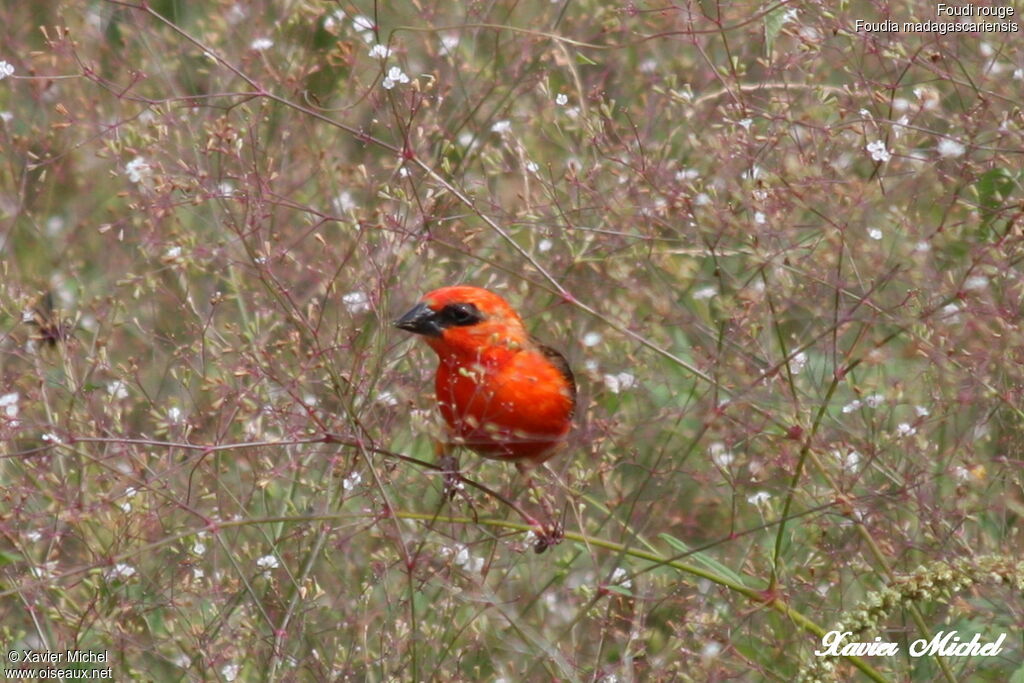 Red Fody