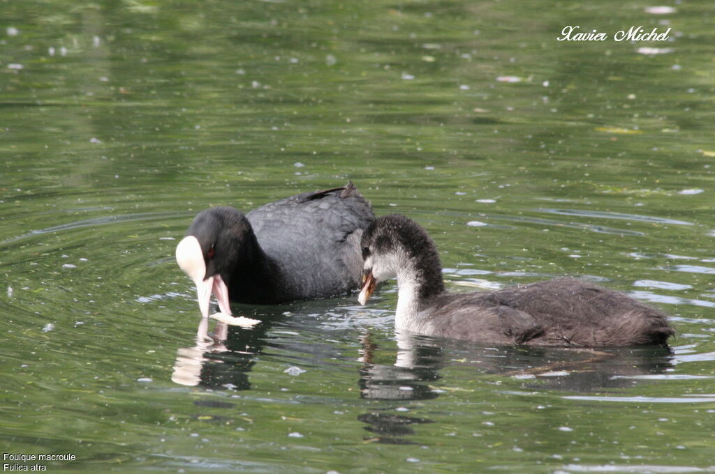 Eurasian Coot