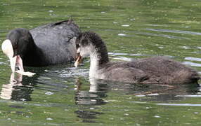 Eurasian Coot