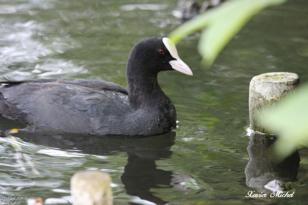 Foulque macrouleadulte