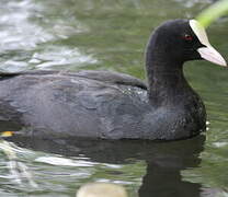 Eurasian Coot