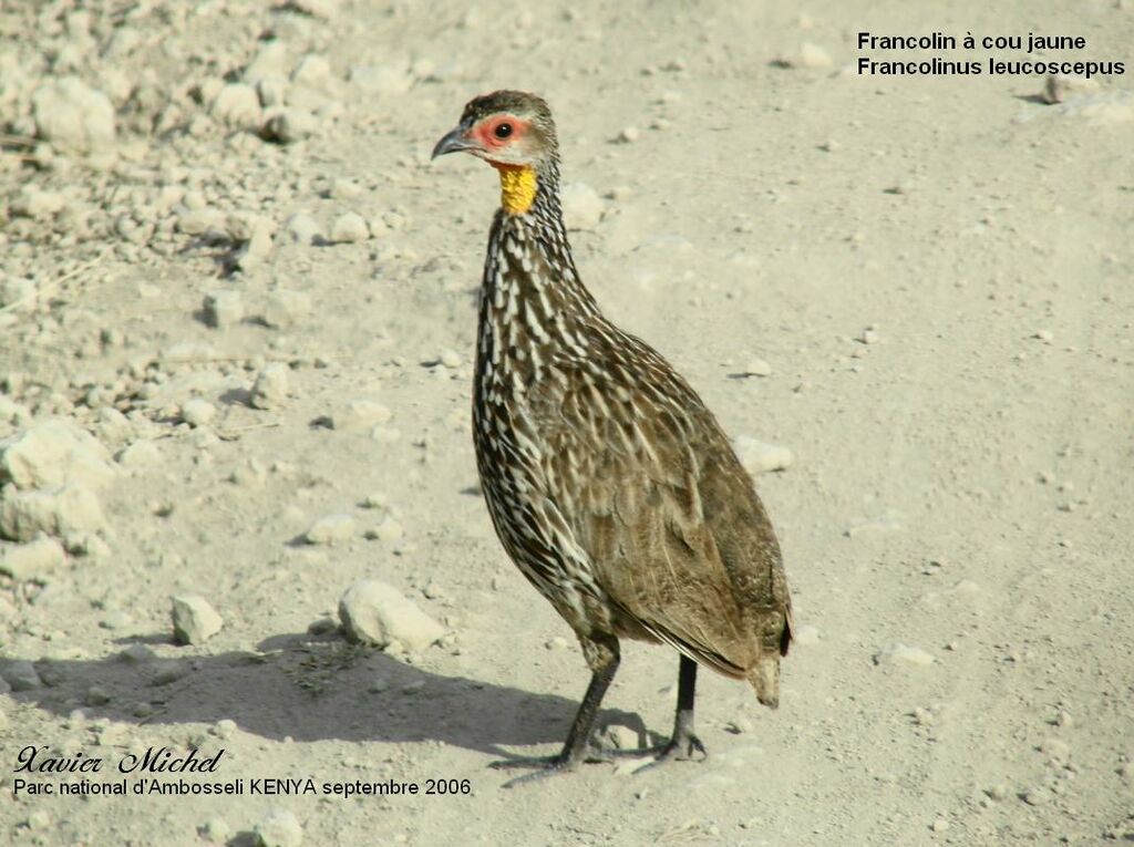 Francolin à cou jaune