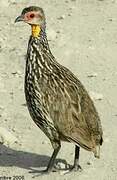 Yellow-necked Spurfowl