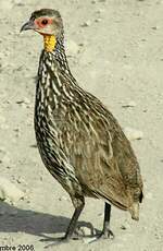 Francolin à cou jaune