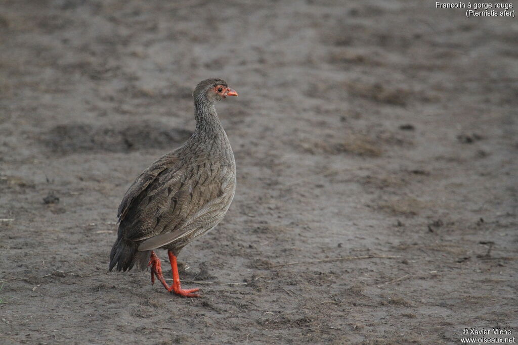 Francolin à gorge rougeadulte