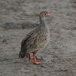 Francolin à gorge rouge