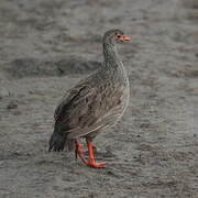 Red-necked Spurfowl