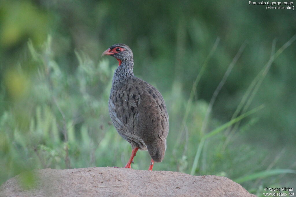 Francolin à gorge rougeadulte