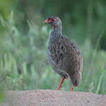 Francolin à gorge rouge