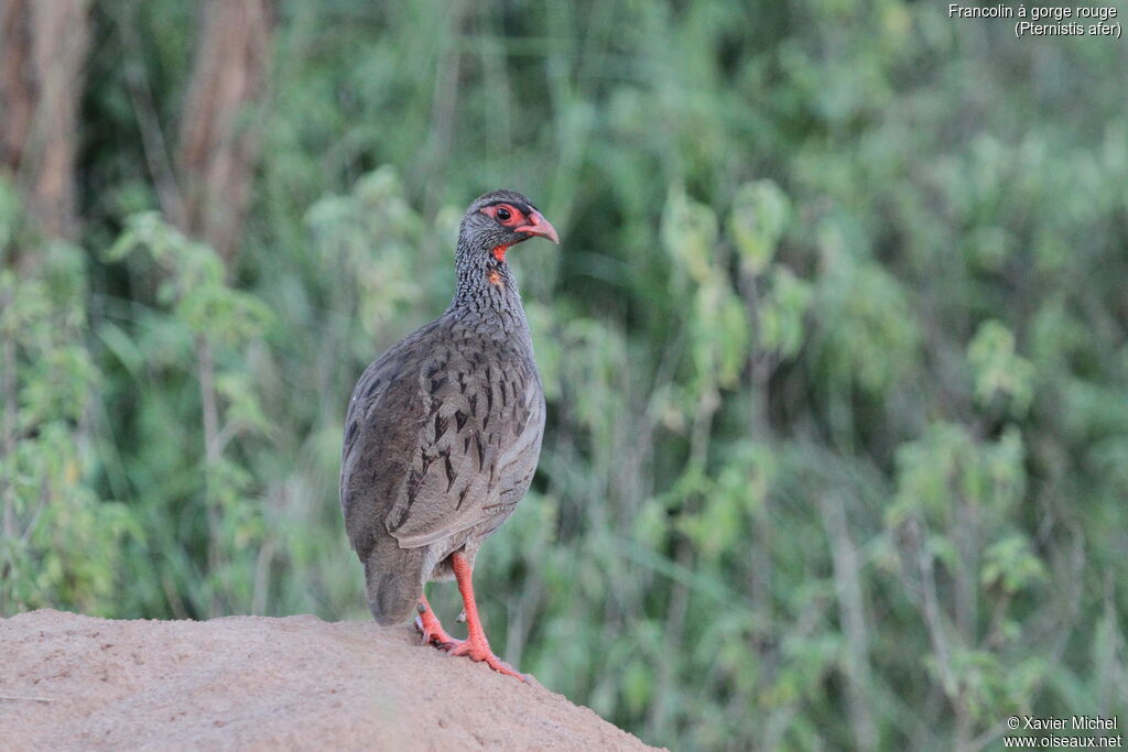 Red-necked Spurfowladult, identification