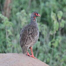 Francolin à gorge rouge