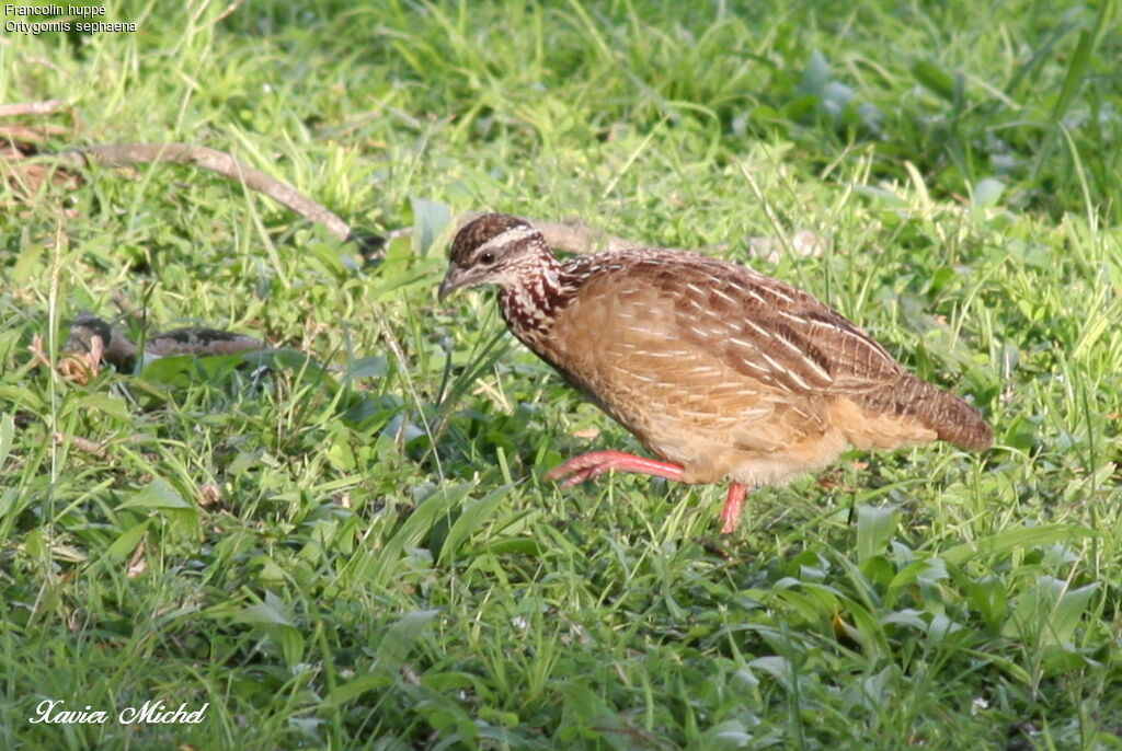 Crested Francolin