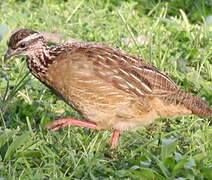 Francolin huppé