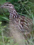 Francolin huppé