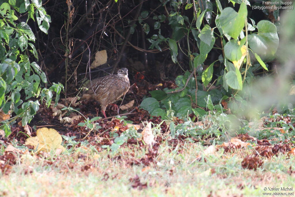 Francolin huppé