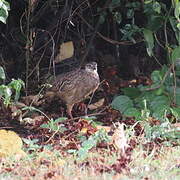 Francolin huppé