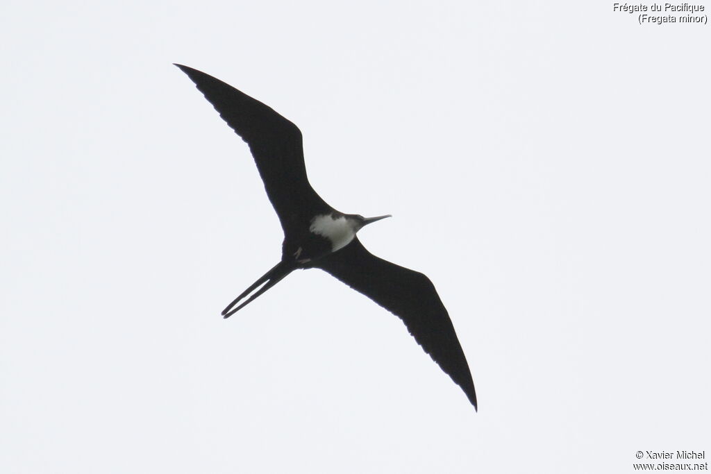 Great Frigatebird