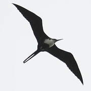 Great Frigatebird