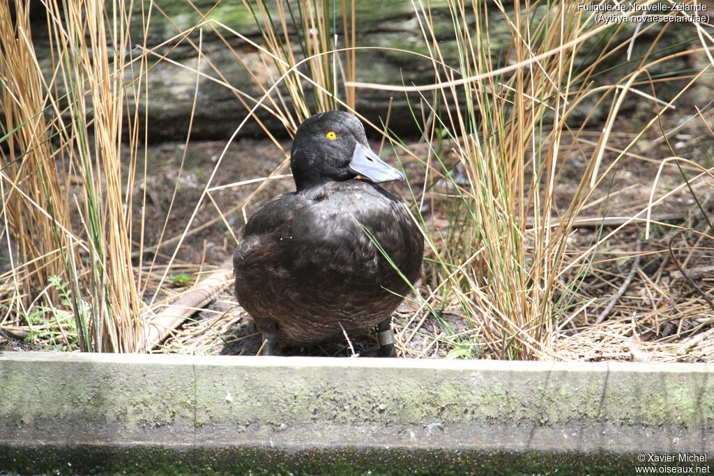 New Zealand Scaup