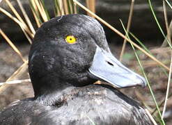 New Zealand Scaup