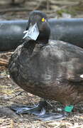 New Zealand Scaup