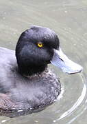 New Zealand Scaup