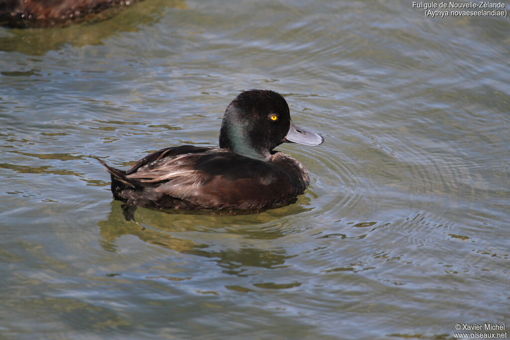 New Zealand Scaup