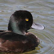 New Zealand Scaup