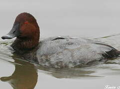 Common Pochard