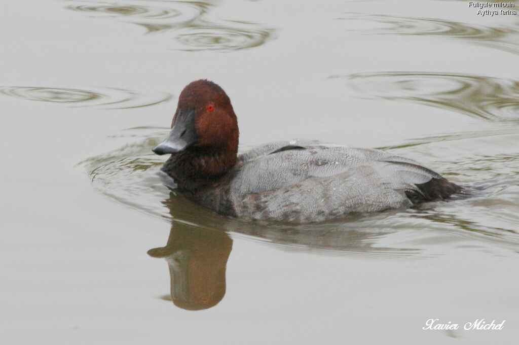 Common Pochard