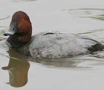 Common Pochard