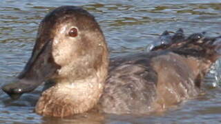 Common Pochard